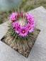 Preview: Mammillaria spinosissima